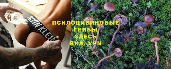 крисы Корсаков