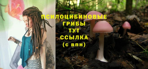 крисы Корсаков