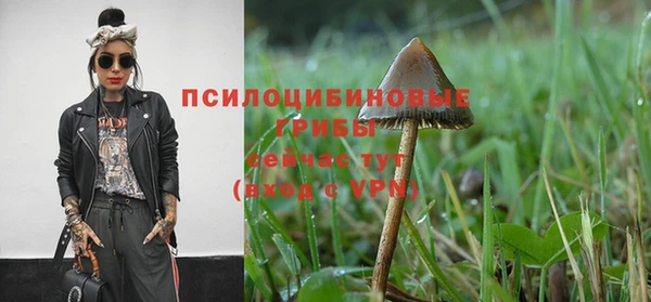 крисы Корсаков