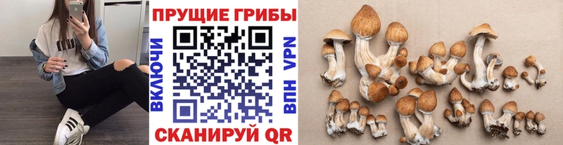 Купить закладки  Белозерск  Псилоцибиновые грибы ЛСД 